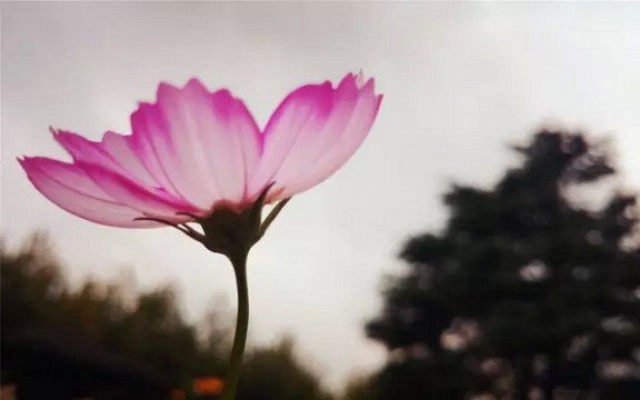 һ(g)лӵĹ׌o(w)(sh)˿_(ki)