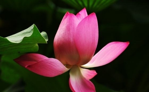 RһUʲô޵ôҊ_(d)