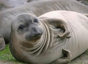 動物保護組織呼吁中國對海豹產(chǎn)品說不