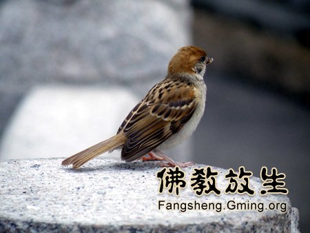 大量供應(yīng)放生鳥